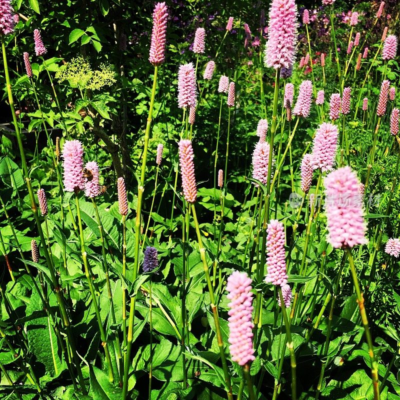 officinalis(同义Persicaria Bistorta)，又称木犀草、普通木犀草、欧洲木犀草或草甸木犀草，是木犀草科的一种开花植物，原产于欧洲和西亚北部。